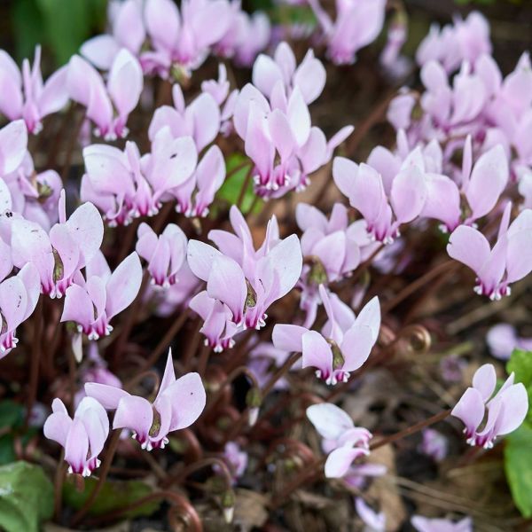 Cyclamen Light Pink 9cm